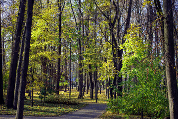 autumn park in bright weather