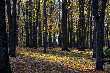 autumn in the forest