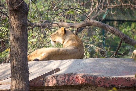 Asiatic lioness, queen of the forest sitting on rooftop in Jungle in summer season in India,Wild animals in captivity, lions resting