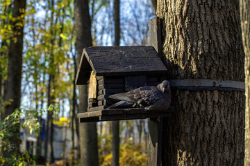 bird house on a tree