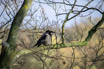 crow on a tree