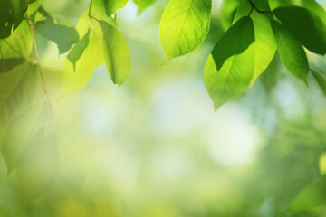 Fototapeta na wymiar Blurred spring nature background with green tree leaves