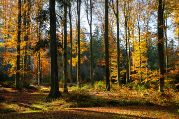Obraz premium Herbst im Bayrischen Wald