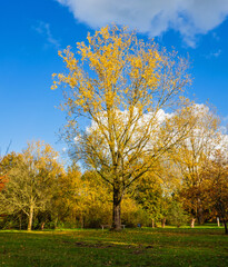 Autumn landscape in the park
