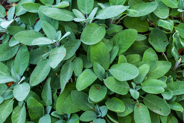Close up of sage growing (Salvia officinalis)
