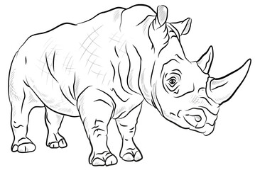 Wild African animal rhinoceros, black and white image.