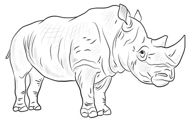 Wild African animal rhinoceros, black and white image.