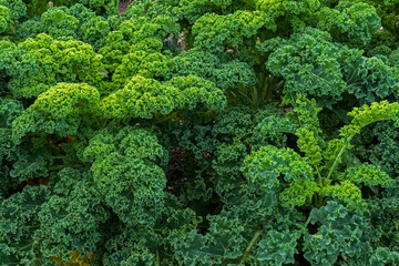 Close up of curly kale plant (Brassica oleracea)
