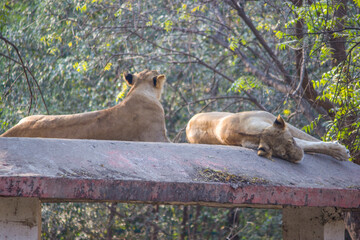 Asiatic lioness, queen of the forest sitting on rooftop in Jungle and looking for prey or hunt  in summer season in India,Wild animals in captivity, lions resting