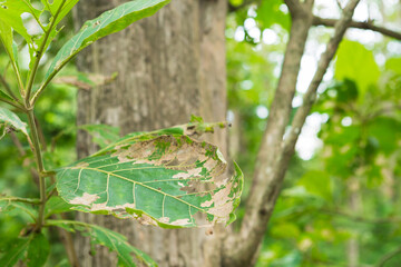 Teak tree in the forest with blurred background.Selective focus	