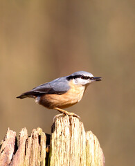 Eurasian Nuthatch; Sitta europaea