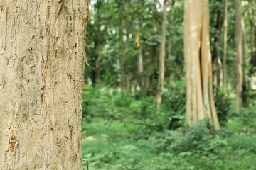 Obraz premium Teak tree in the forest with blurred background.Selective focus 