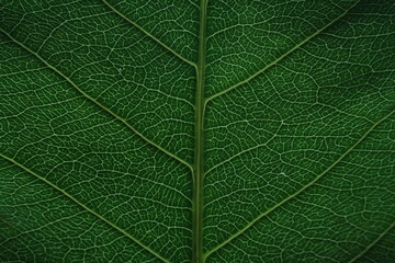Obraz premium green leaf texture
