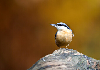 Eurasian Nuthatch;  Sitta europaea