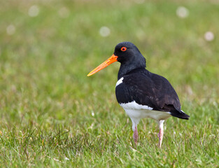 Eurasian Oystercatcher, Haematopus ostralegus