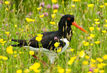 Eurasian Oystercatcher, Haematopus ostralegus