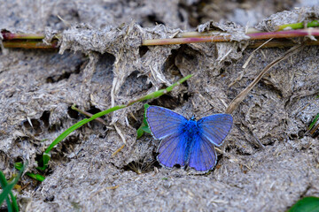 Hauhechel-Bläuling (Polyommatus icarus) in den Alpen	