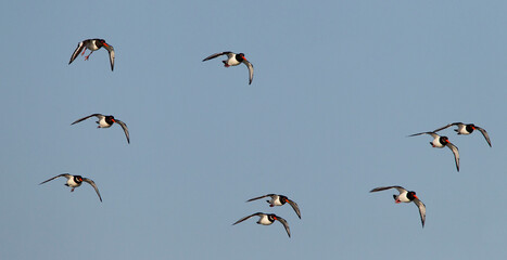 Eurasian Oystercatcher, Haematopus ostralegus
