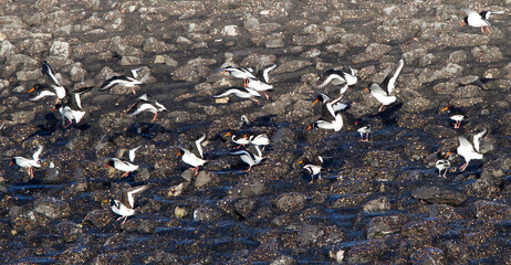 Eurasian Oystercatcher, Haematopus ostralegus