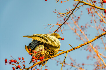 Pigeon on a tree branch among ripe hawthorn.