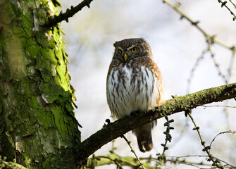 Eurasian Pygmy Owl, Glaucidium passerinum