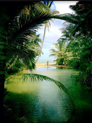 Fototapeta na wymiar Kauai lagoon Hawaii Islands coco palm Quarantine Pacific Ocean swimmer