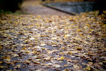 autumn leaves on the ground