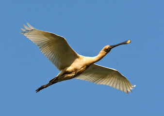 Eurasian Spoonbill; Platalea leucorodia