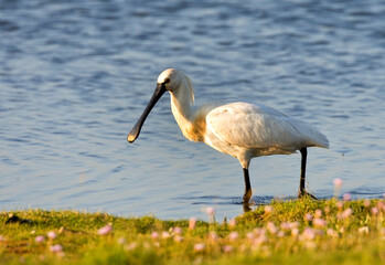 Eurasian Spoonbill; Platalea leucorodia