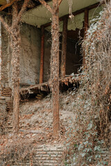 window of an abandoned house overgrown with plants