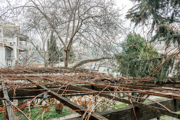 branches cover the roof of the summer veranda. trees grow nearby