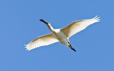 Eurasian Spoonbill; Platalea leucorodia