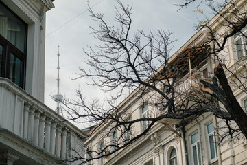 bare branch of a tree on the background of a balcony and an old building
