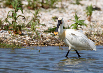 Eurasian Spoonbill; Platalea leucorodia