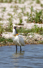 Eurasian Spoonbill; Platalea leucorodia