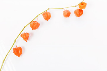 Twig of physalis, chinese lantern plant, bladder cherry or cape gooseberry.