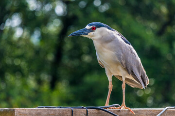 grey crowned heron