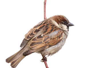 Sparrow on the tree