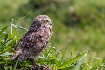 horned owl