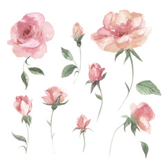 Watercolor roses. Watercolor illustration with hand drawn roses isolated on white background.