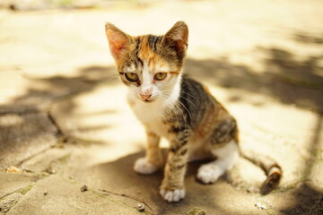 Naklejka na ściany i meble Cute tricolor kitten sitting in a sunny summer road.