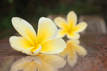 Plumeria bali flowers on the table.