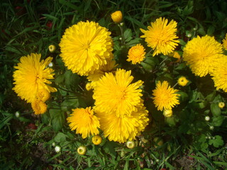 yellow dandelions in the grass