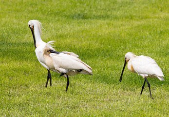 Eurasian Spoonbill; Platalea leucorodia