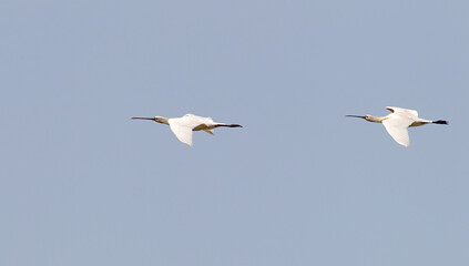 Eurasian Spoonbill; Platalea leucorodia