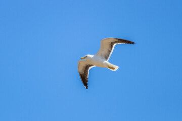 seagull in flight