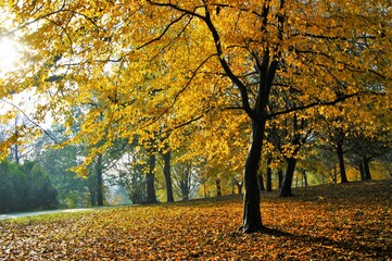 autumn trees in the park