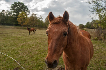 Naklejka na ściany i meble Horse grazing on rural mountain autumn meadow