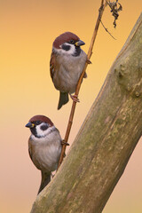 Eurasian Tree Sparrow, Passer montanus