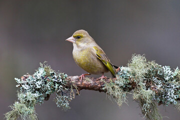 European Greenfinch, Chloris chloris